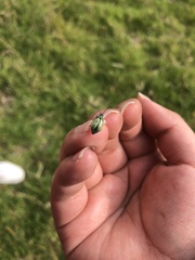 Diabrotica decempunctata