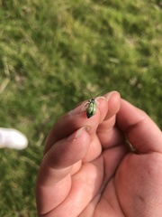 Diabrotica decempunctata