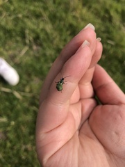 Diabrotica decempunctata