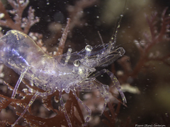 Periclimenes sagittifer