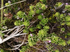 Indigofera candolleana