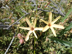 Ixia paniculata
