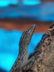 Cnemaspis littoralis