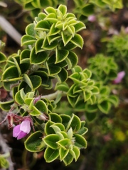 Indigofera candolleana