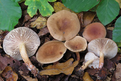 Lactarius subdulcis