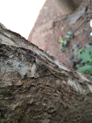 Cnemaspis littoralis