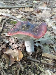 Russula atropurpurea
