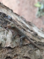 Cnemaspis littoralis