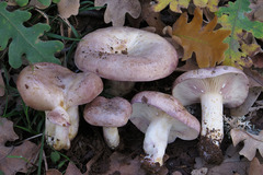 Lactarius luridus