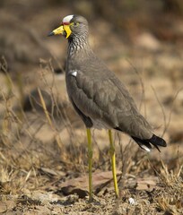 Vanellus senegallus lateralis