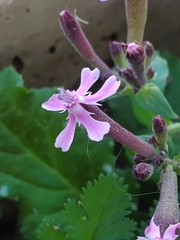 Silene aegyptiaca