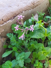 Silene aegyptiaca
