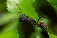 Camponotus cruentatus