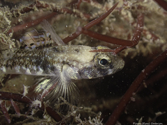 Pomatoschistus pictus