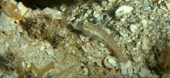 Gnatholepis thompsoni