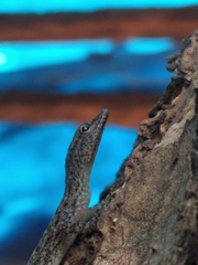 Cnemaspis littoralis