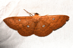 Semaeopus illimitata
