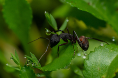 Camponotus cruentatus