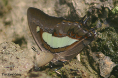 Polyura arja