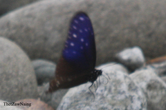 Euploea mulciber mulciber