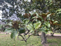 Magnolia grandiflora