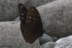Euploea mulciber mulciber