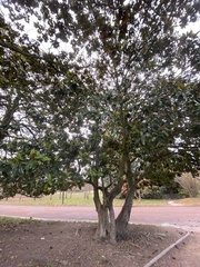 Magnolia grandiflora