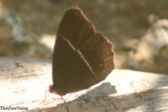 Mycalesis nicotia