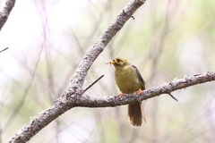 Manorina melanophrys