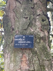 Magnolia grandiflora