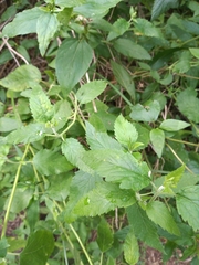 Teucrium vesicarium