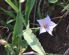 Convolvulus bonariensis