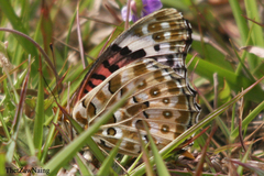 Argynnis hyperbius hyperbius