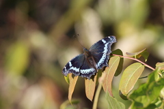 Kaniska canace