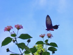 Pachliopta kotzebuea