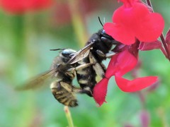Xylocopa tabaniformis parkinsoniae