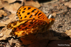 Argynnis hyperbius hyperbius