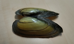 Unio pictorum
