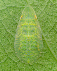 Petalocephala