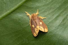 Euproctis quadrangularis