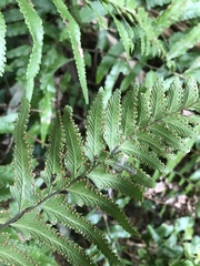 Microlepia marginata bipinnata