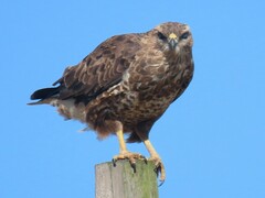 Buteo buteo vulpinus