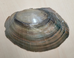 Sinanodonta woodiana