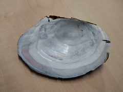 Sinanodonta woodiana