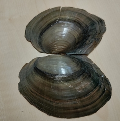 Sinanodonta woodiana