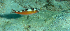 Serranus tabacarius