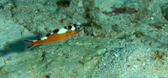 Serranus tabacarius