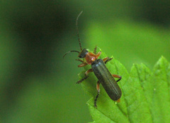 Cantharis pellucida