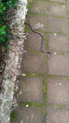 Pliocercus elapoides