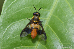 Chrysopsinae